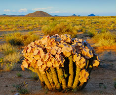 100% Pure Hoodia Gordonii from Kalahari Desert