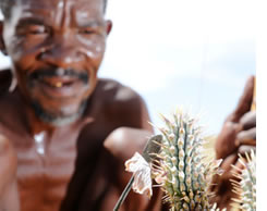 What is Hoodia Gordonii?